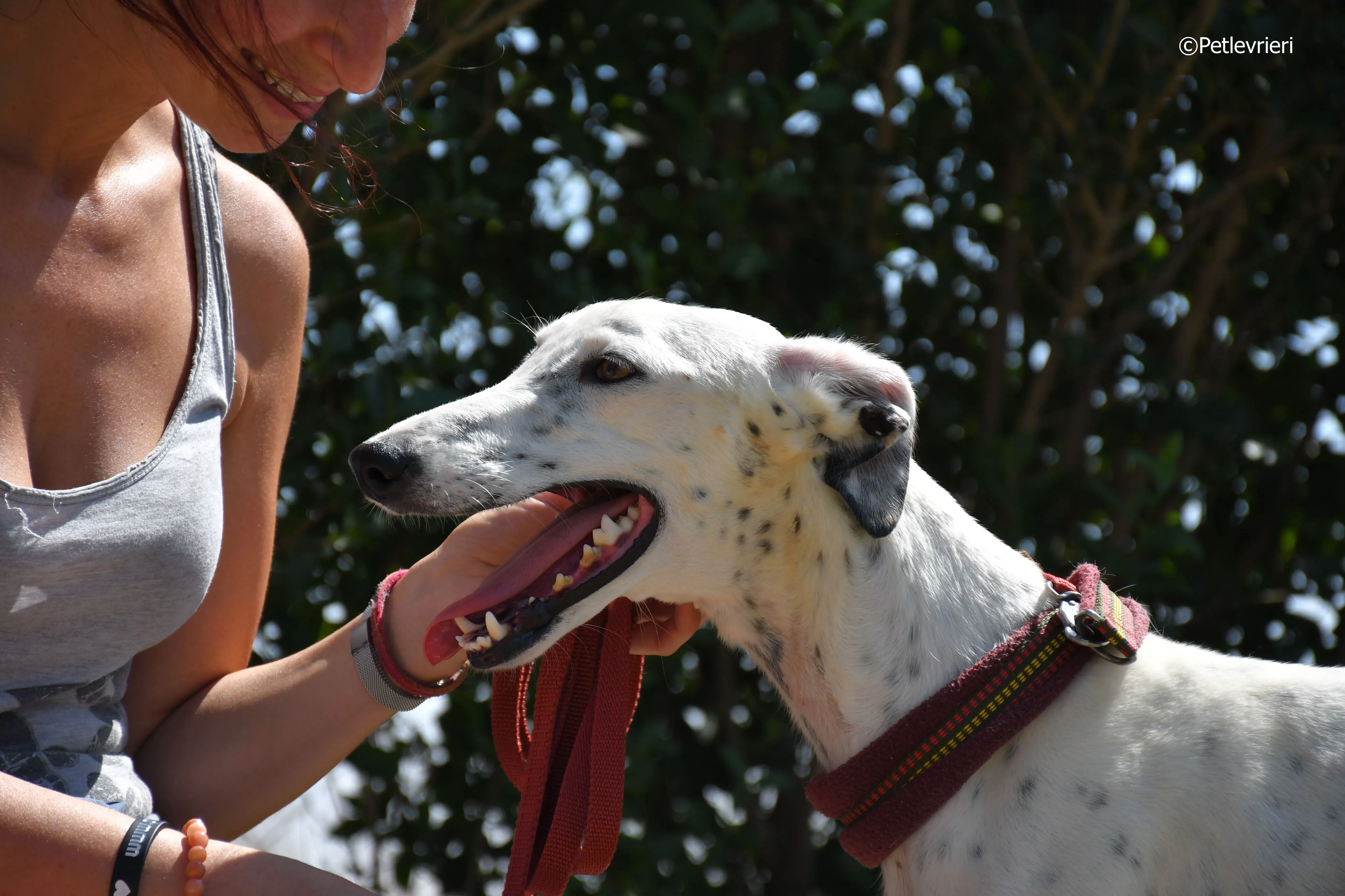 puya adozione levrieri galgo 33