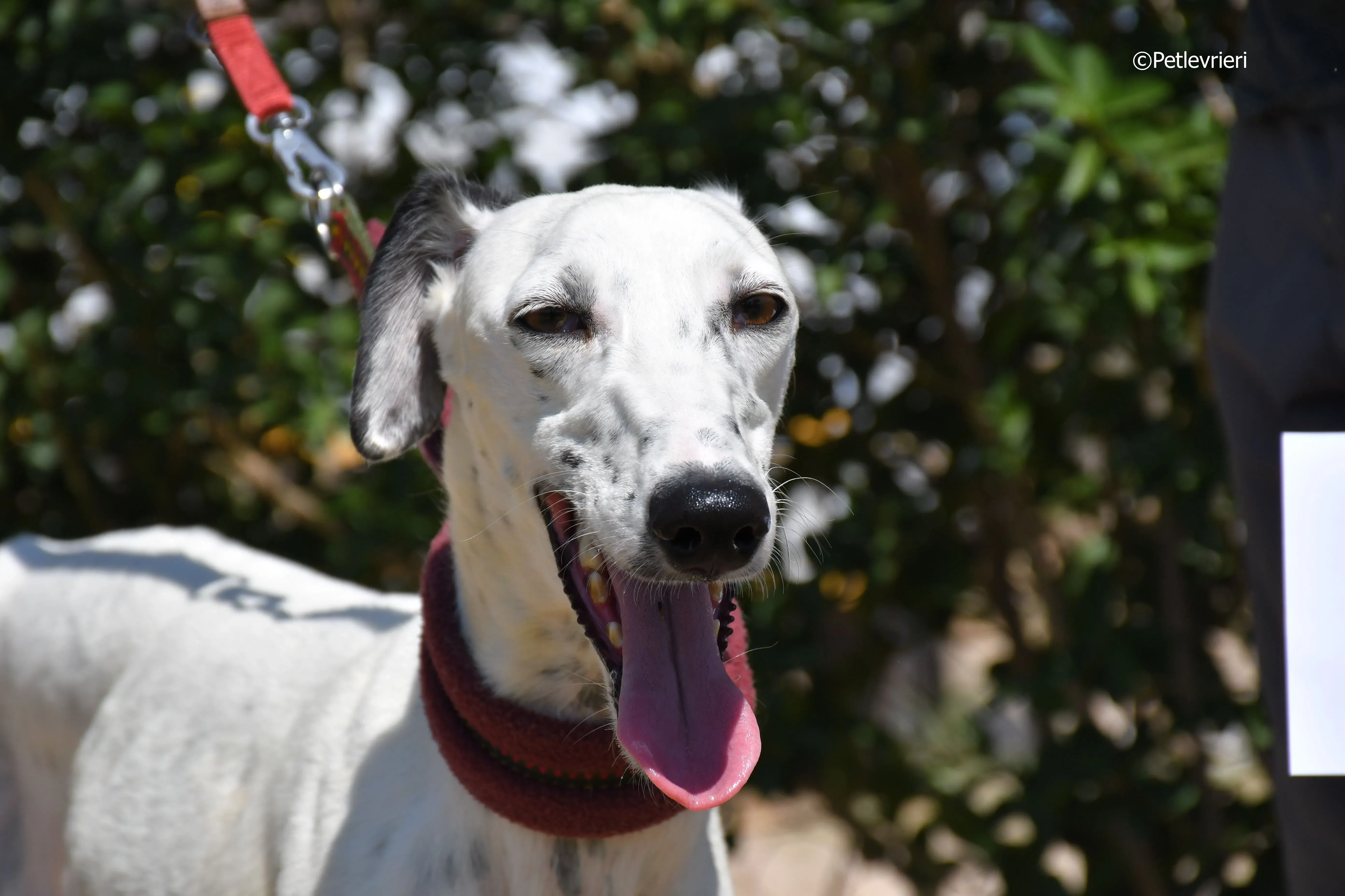 puya adozione levrieri galgo 4