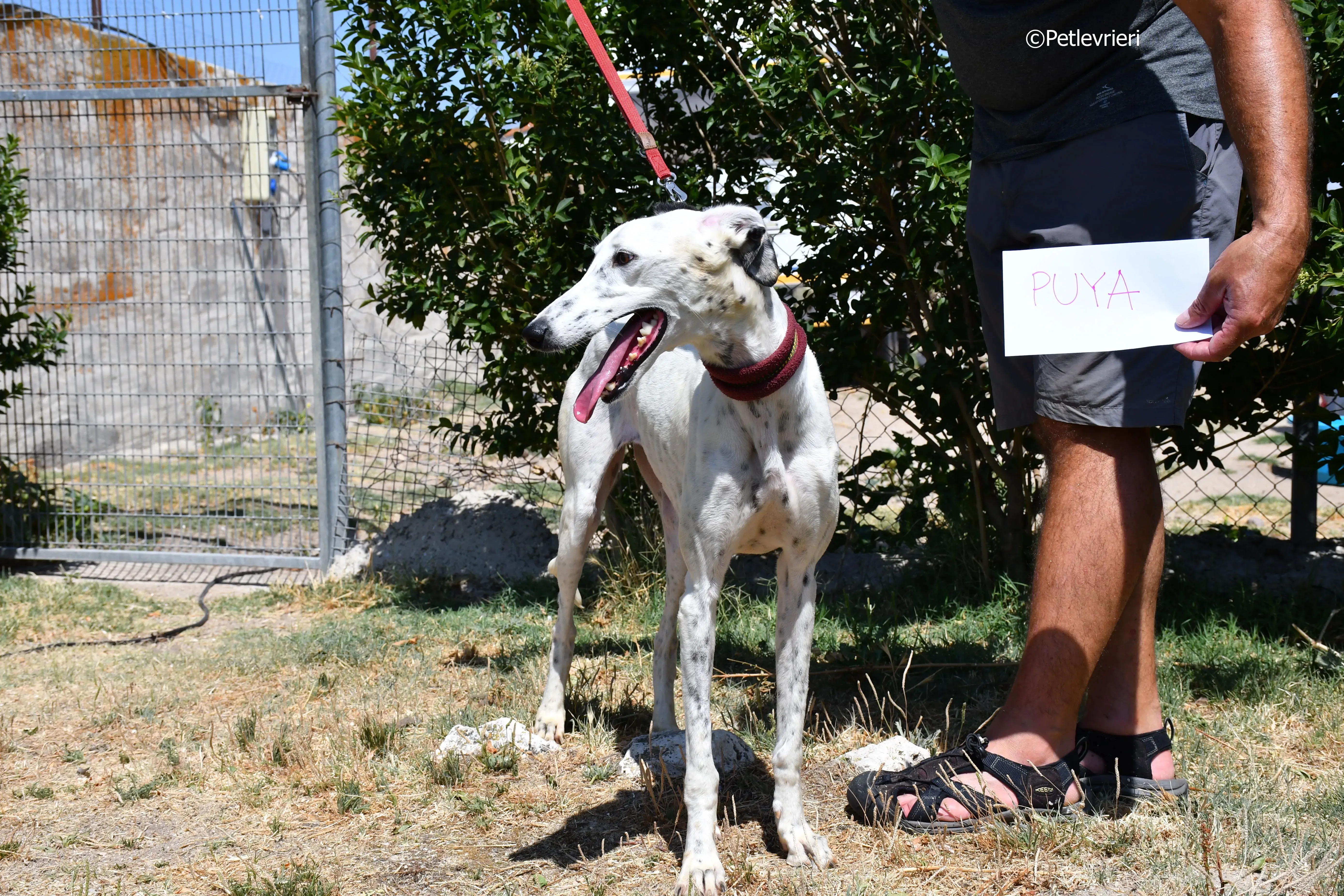 puya adozione levrieri galgo 5