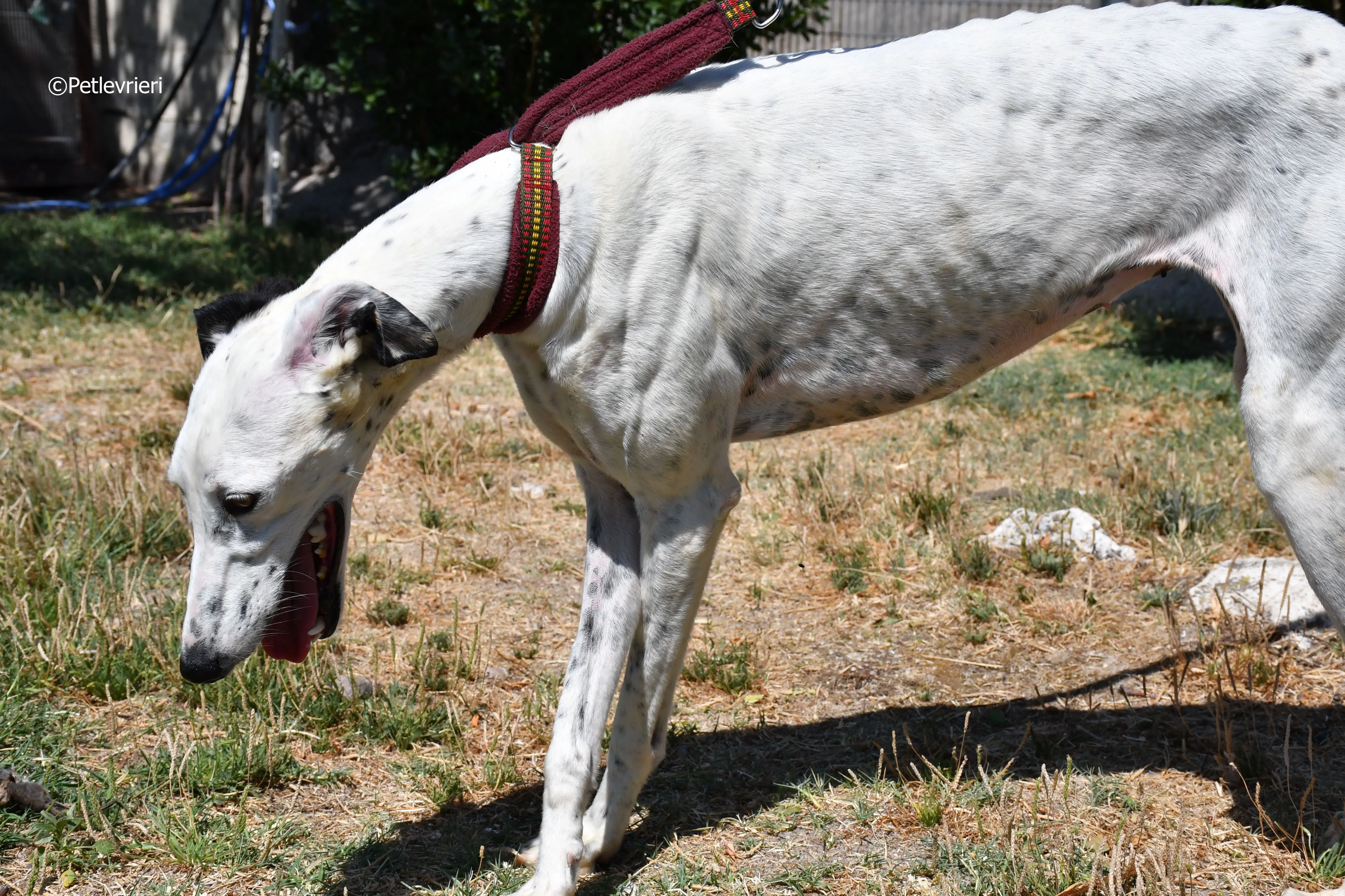 puya adozione levrieri galgo 6