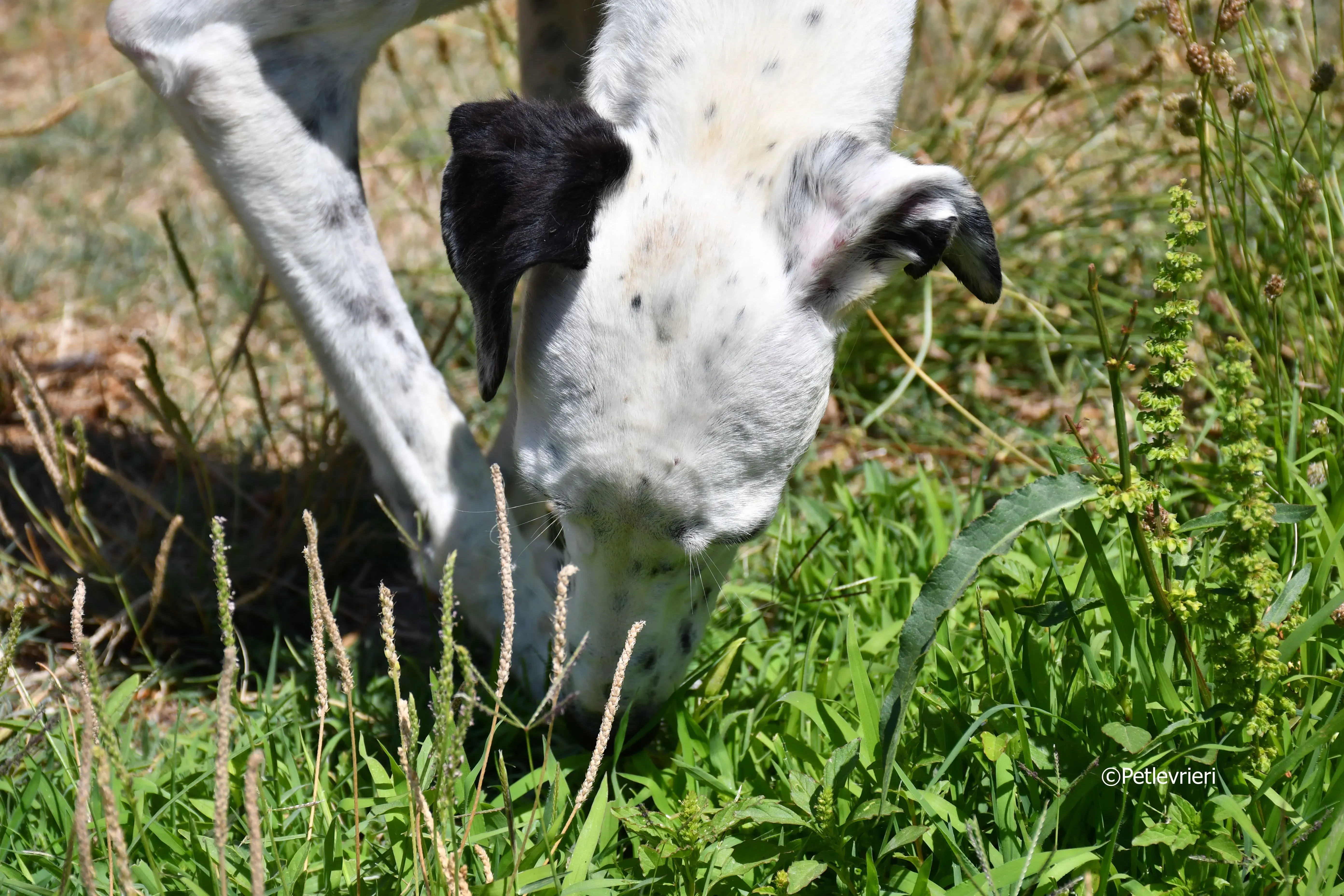 puya adozione levrieri galgo 7