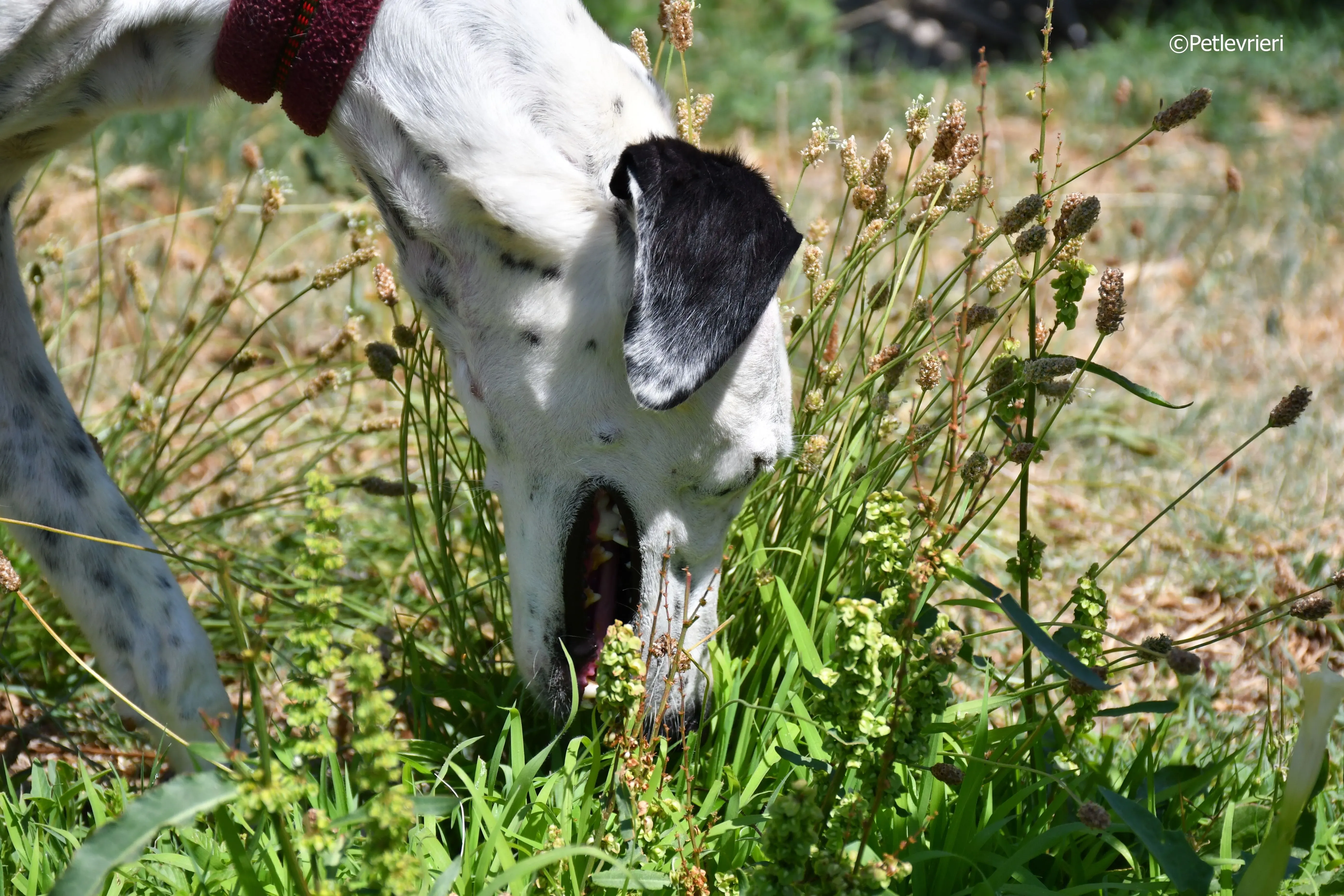 puya adozione levrieri galgo 8