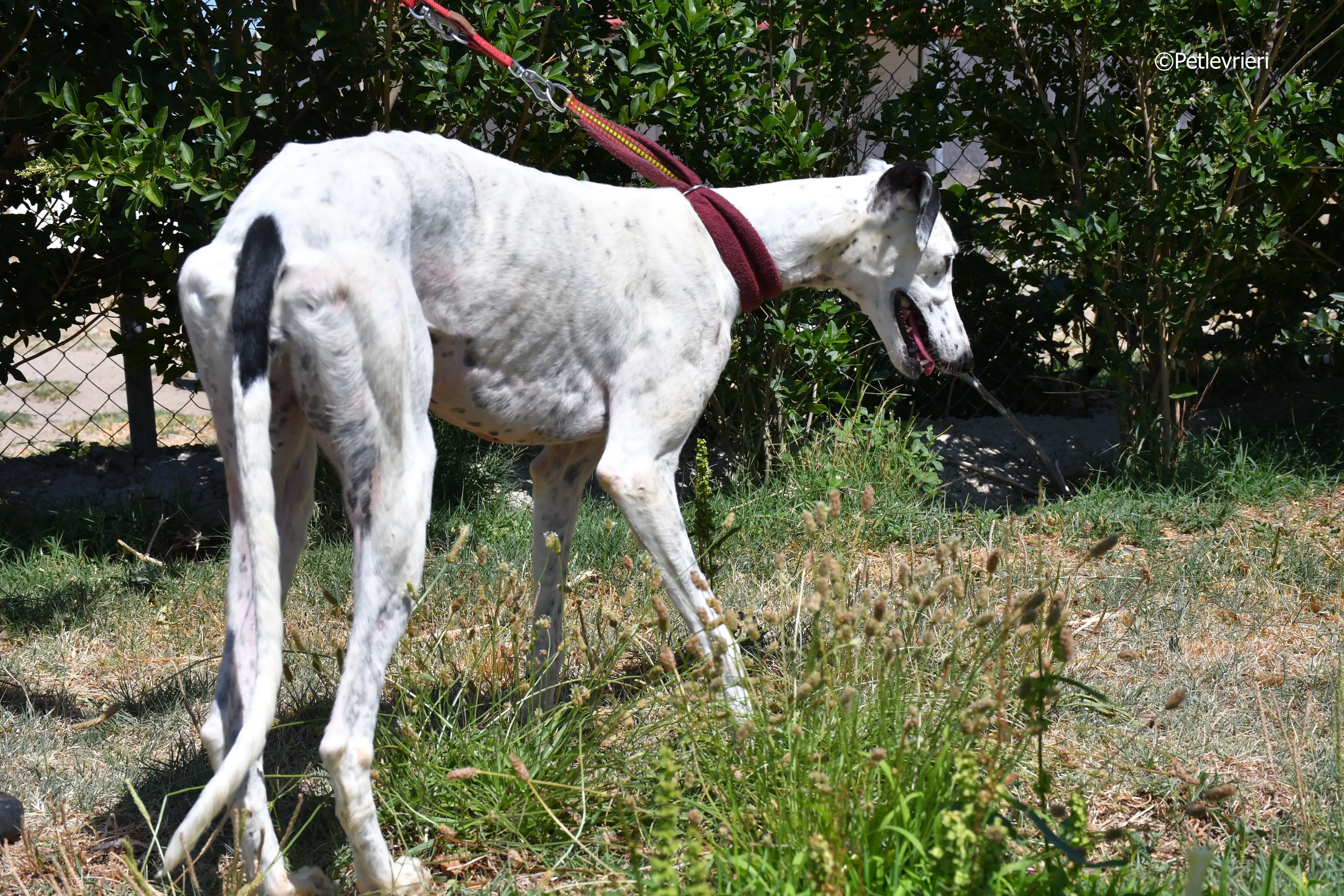 puya adozione levrieri galgo 9