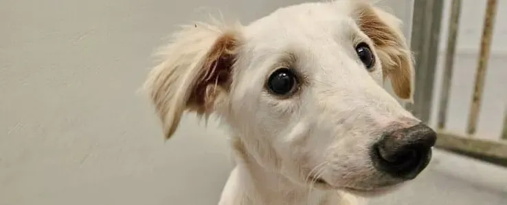 qikong grey cucciolo adozione 00 copertina a