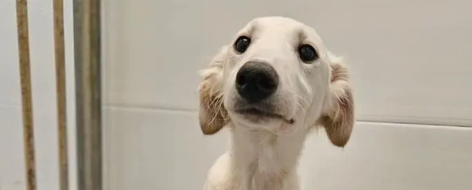 qikong grey cucciolo adozione 00 copertina b 1