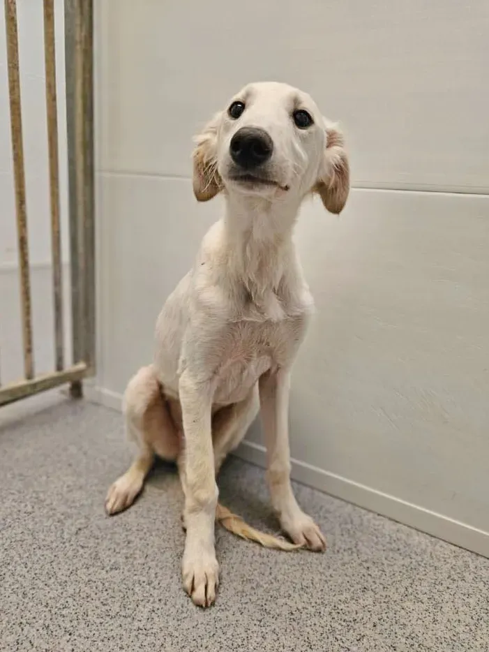 qikong grey cucciolo adozione 1 1