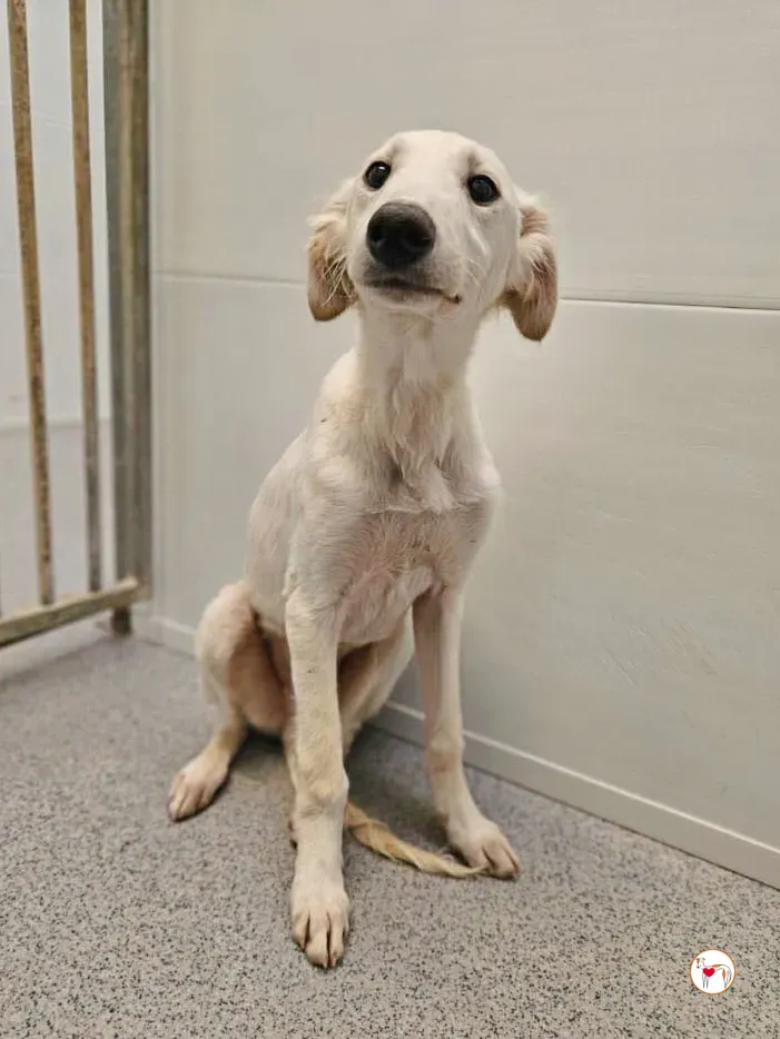 qikong grey cucciolo adozione 1