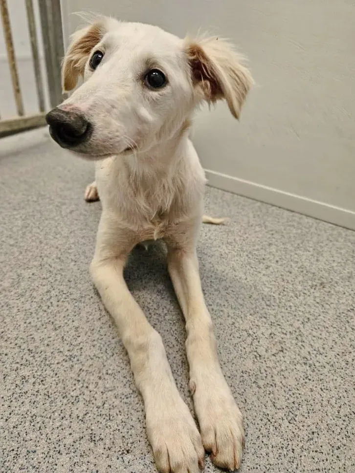 qikong grey cucciolo adozione 2 1