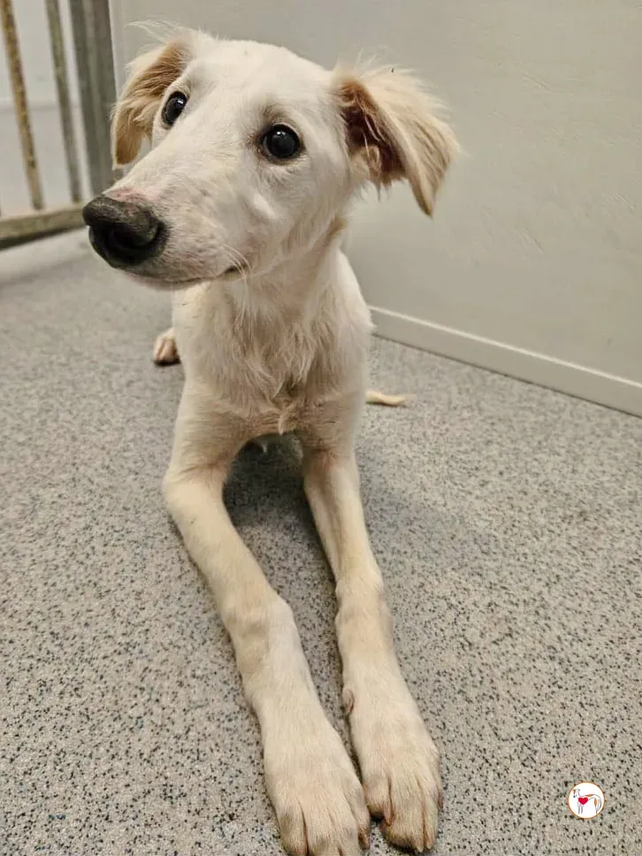 qikong grey cucciolo adozione 2