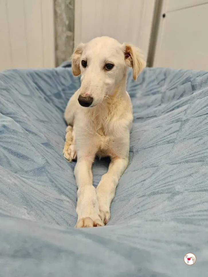 qikong grey cucciolo adozione 3