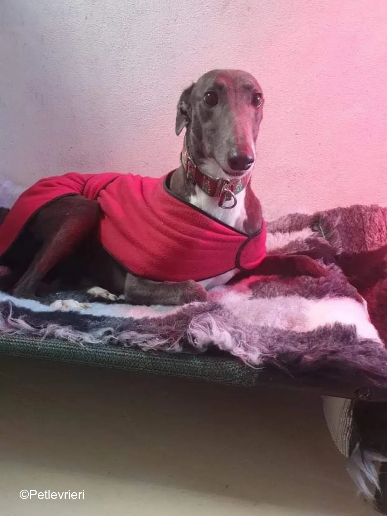 queenie adozione levrieri greyhound 1