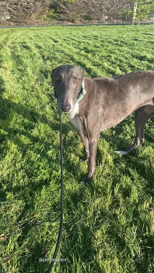 quennie adozione greyhound lurcher pet levrieri 01