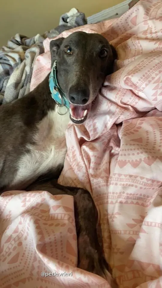 quennie adozione greyhound lurcher pet levrieri 02