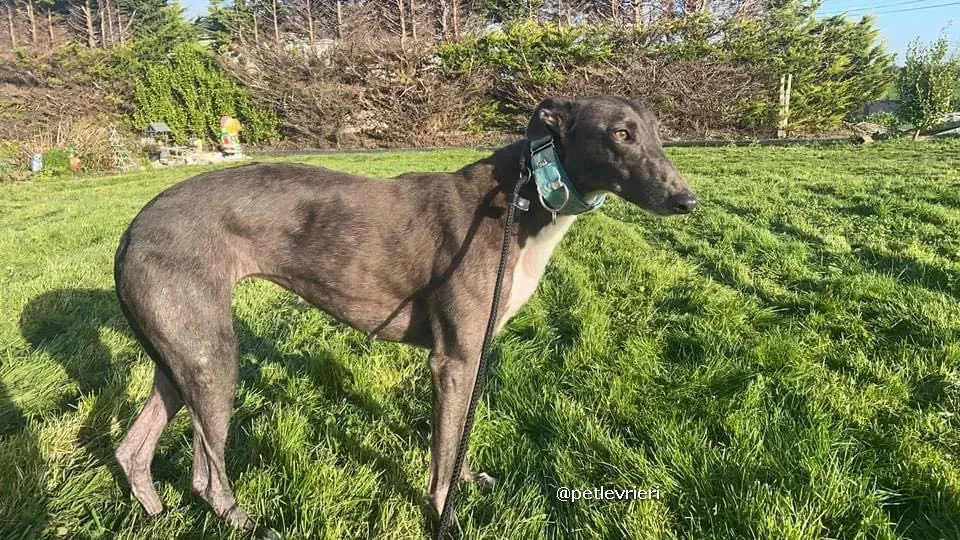 quennie adozione greyhound lurcher pet levrieri 03
