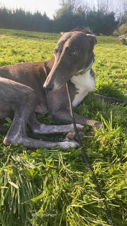 quennie adozione greyhound lurcher pet levrieri 04
