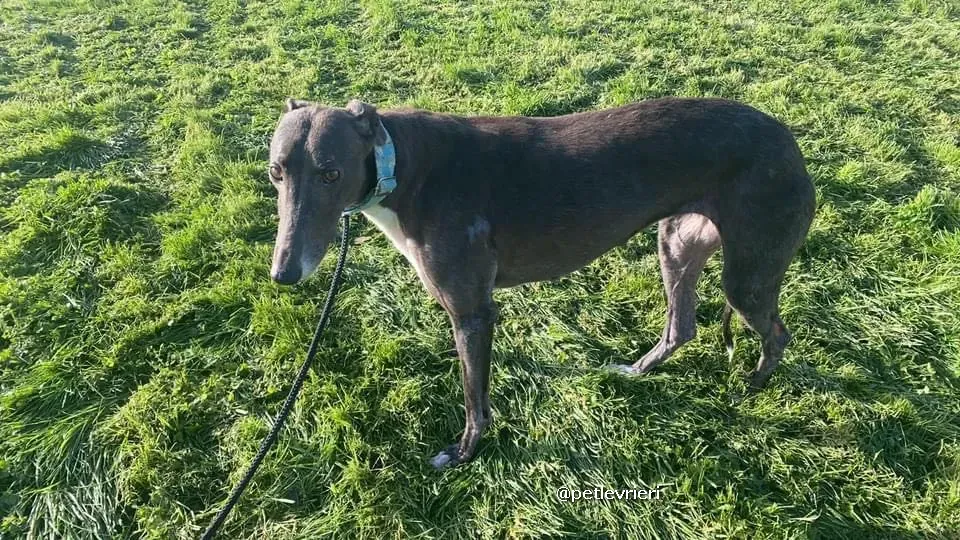 quennie adozione greyhound lurcher pet levrieri 05
