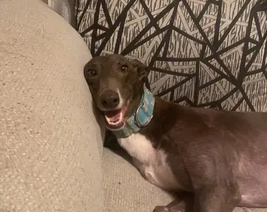 quennie adozione greyhound lurcher pet levrieri 06 e1638863640827