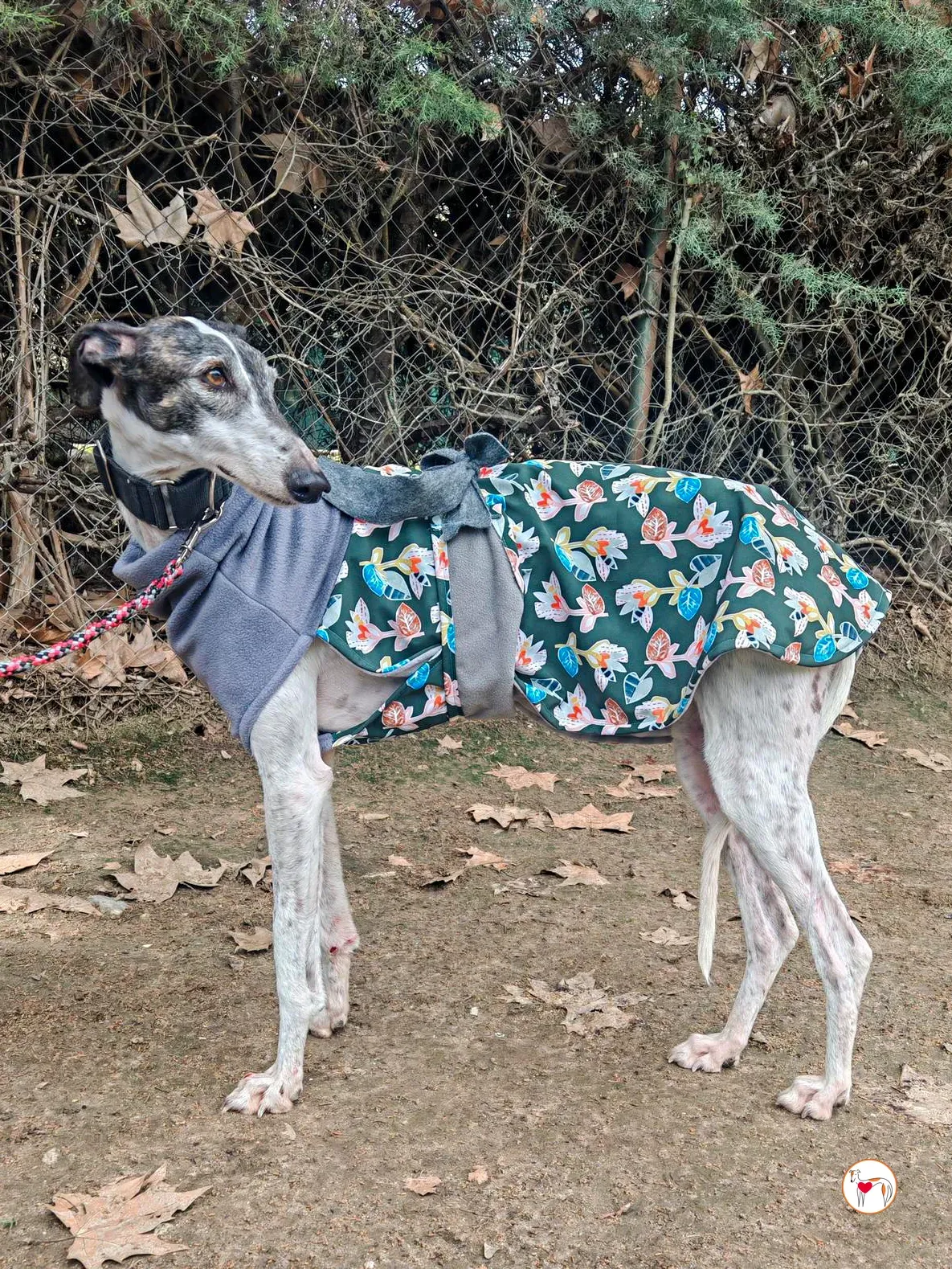 quilla galgo adozione 01