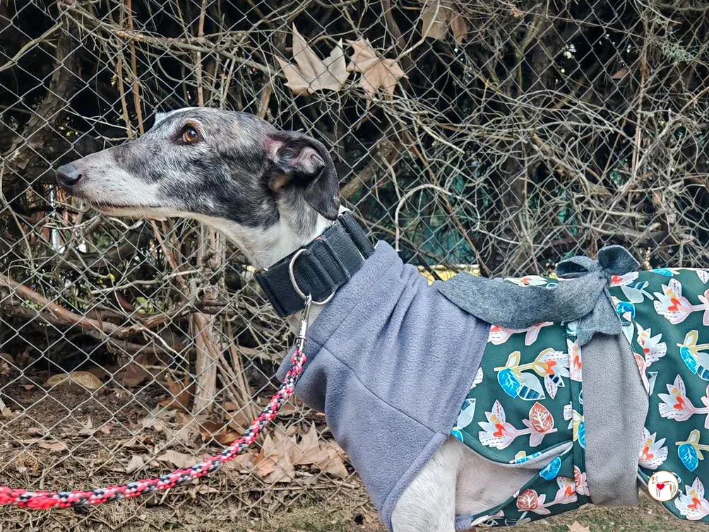 quilla galgo adozione 02