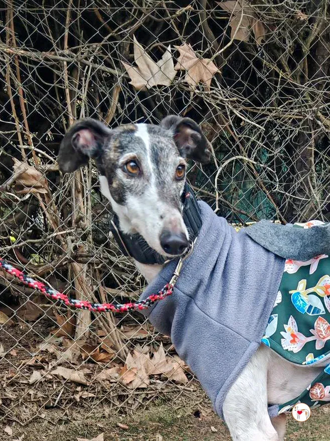 quilla galgo adozione 03