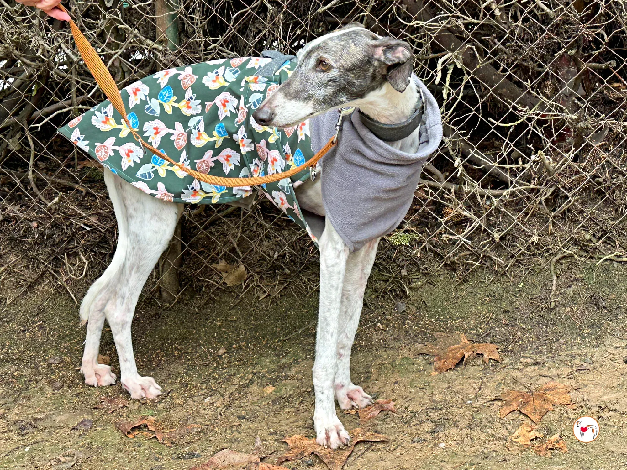 quilla galgo adozione 04