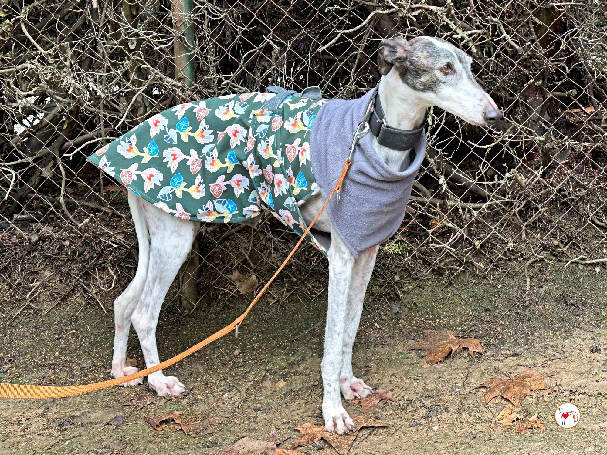 quilla galgo adozione 05