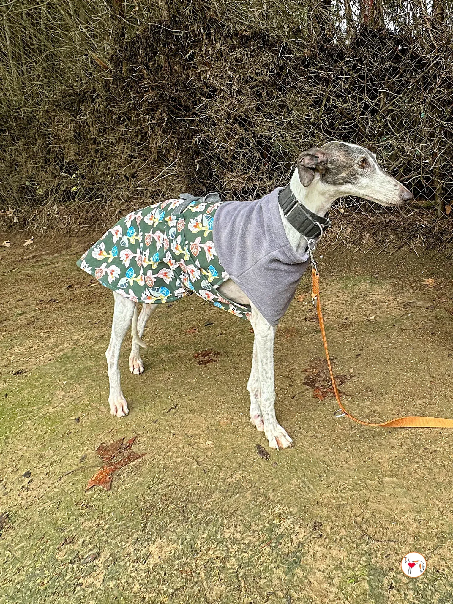 quilla galgo adozione 06