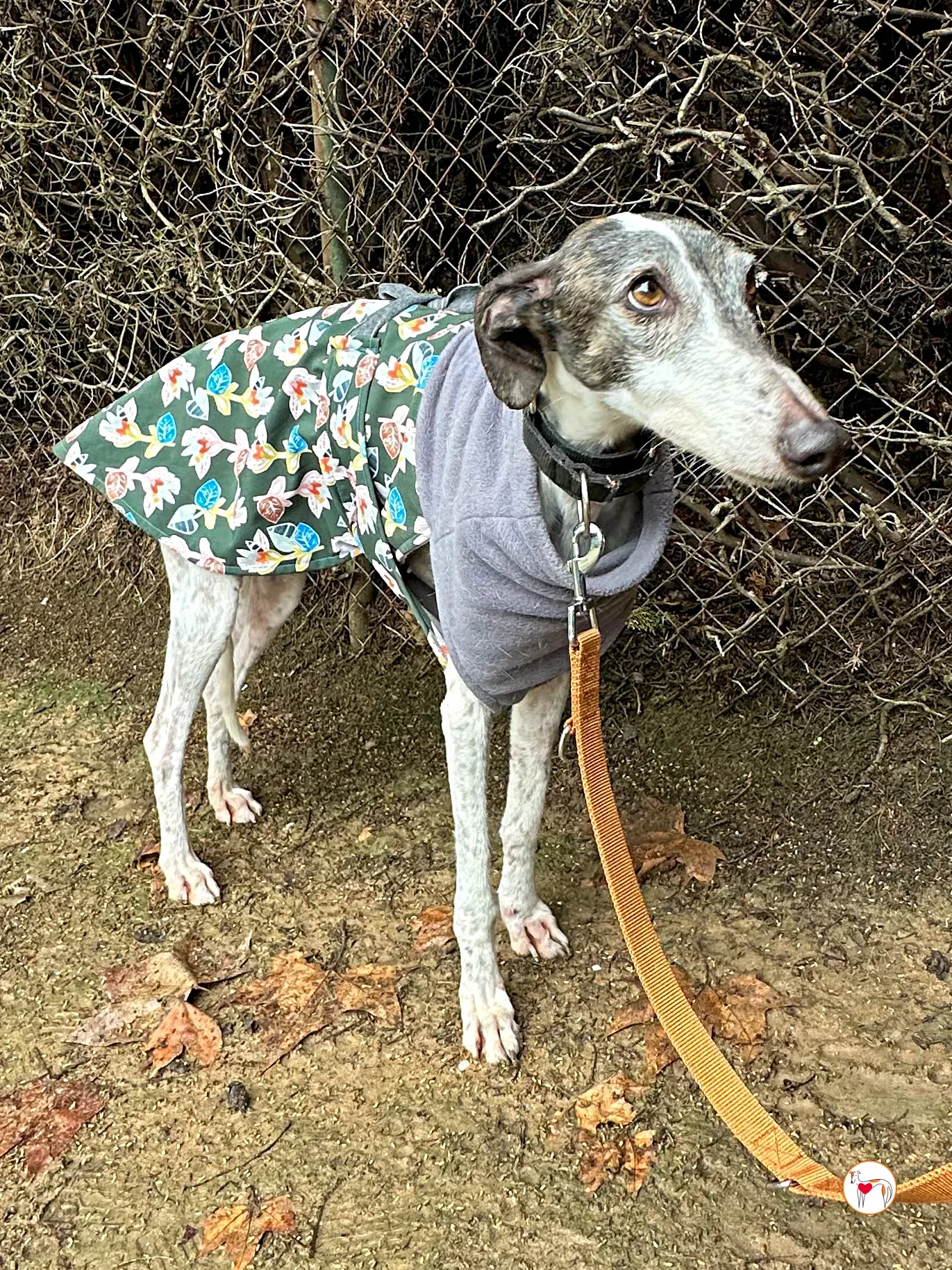 quilla galgo adozione 07