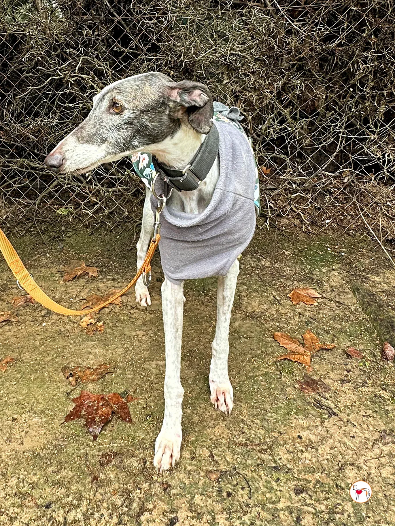 quilla galgo adozione 08