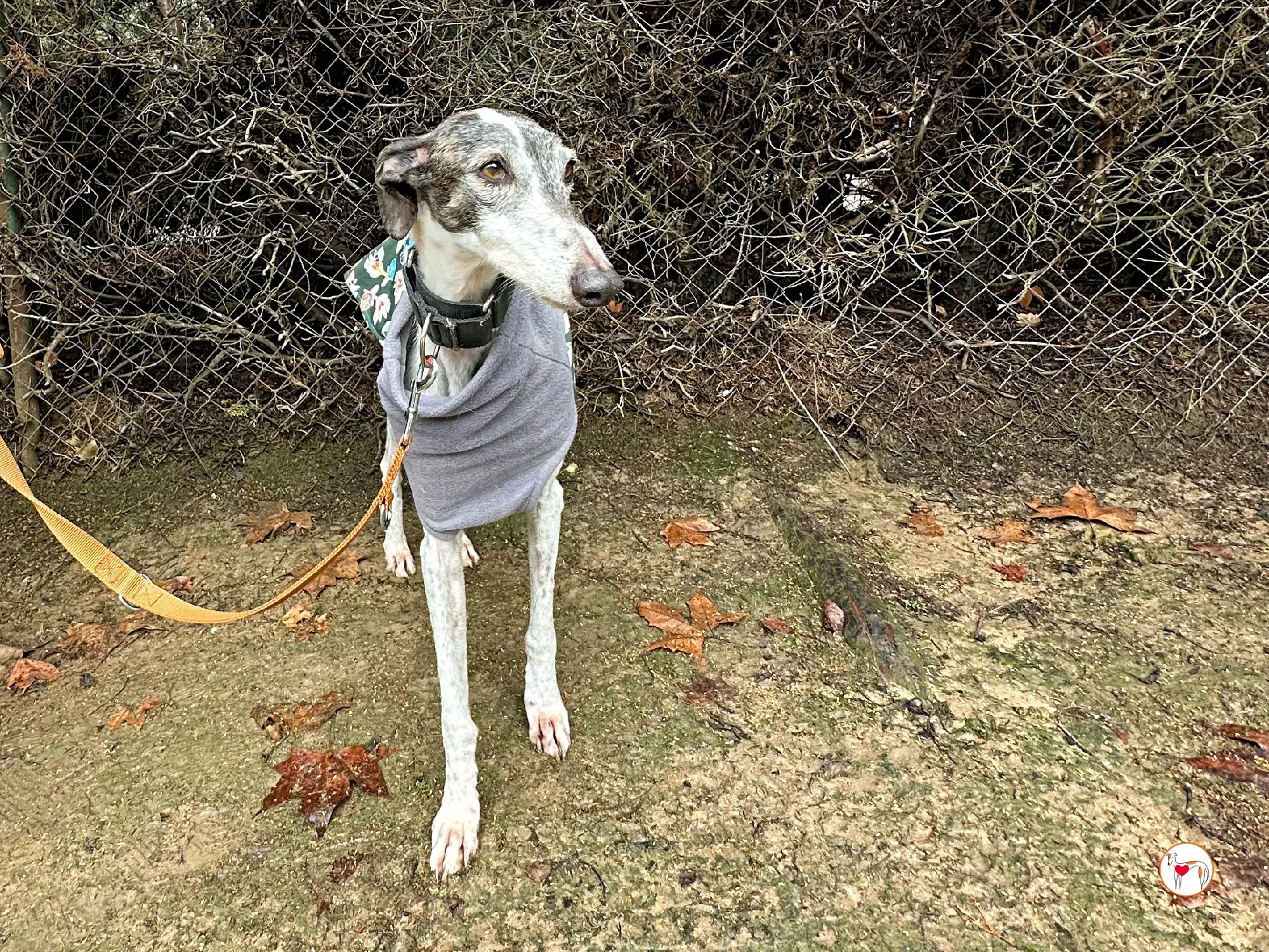 quilla galgo adozione 09