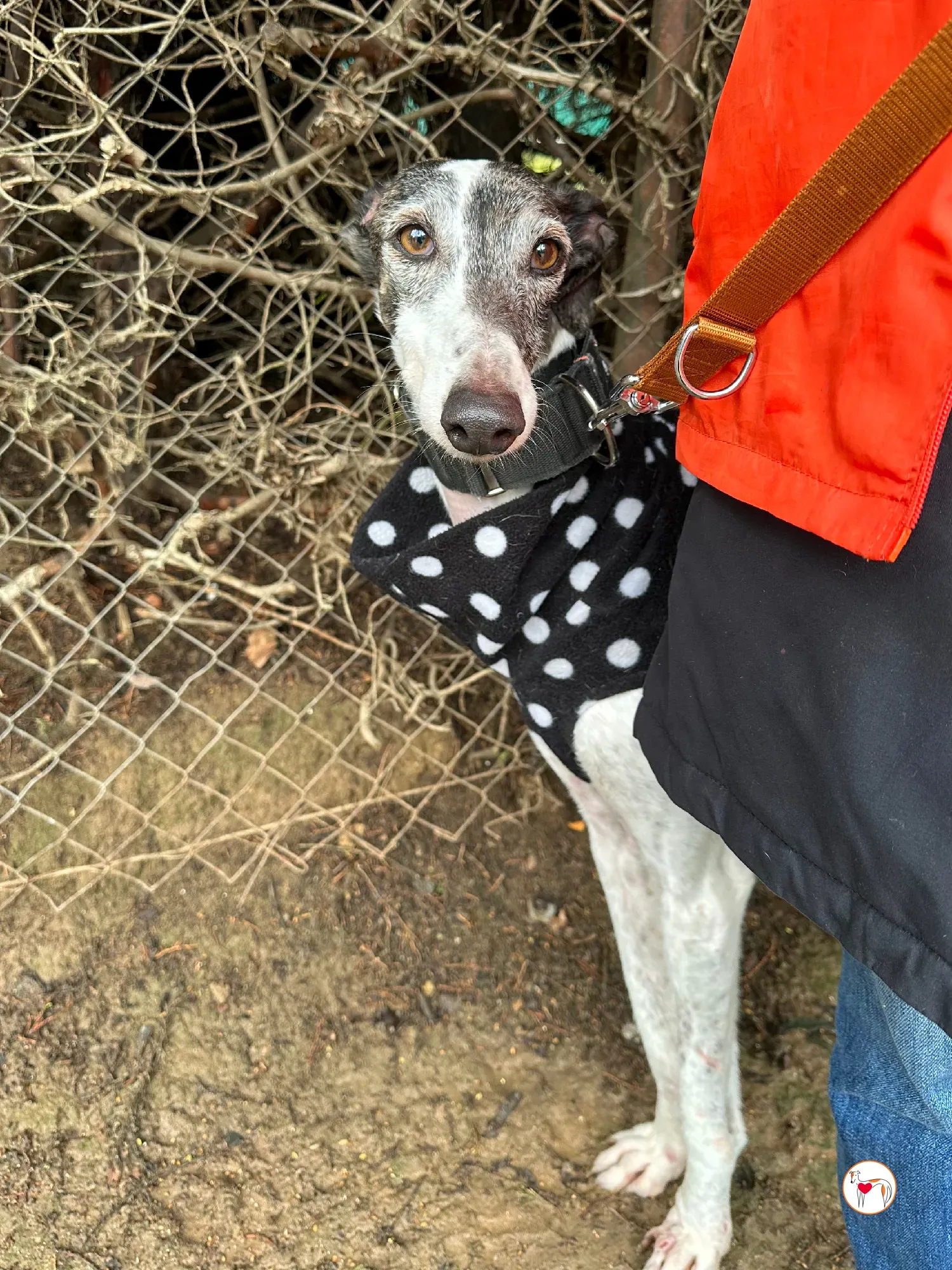 quilla galgo adozione 10