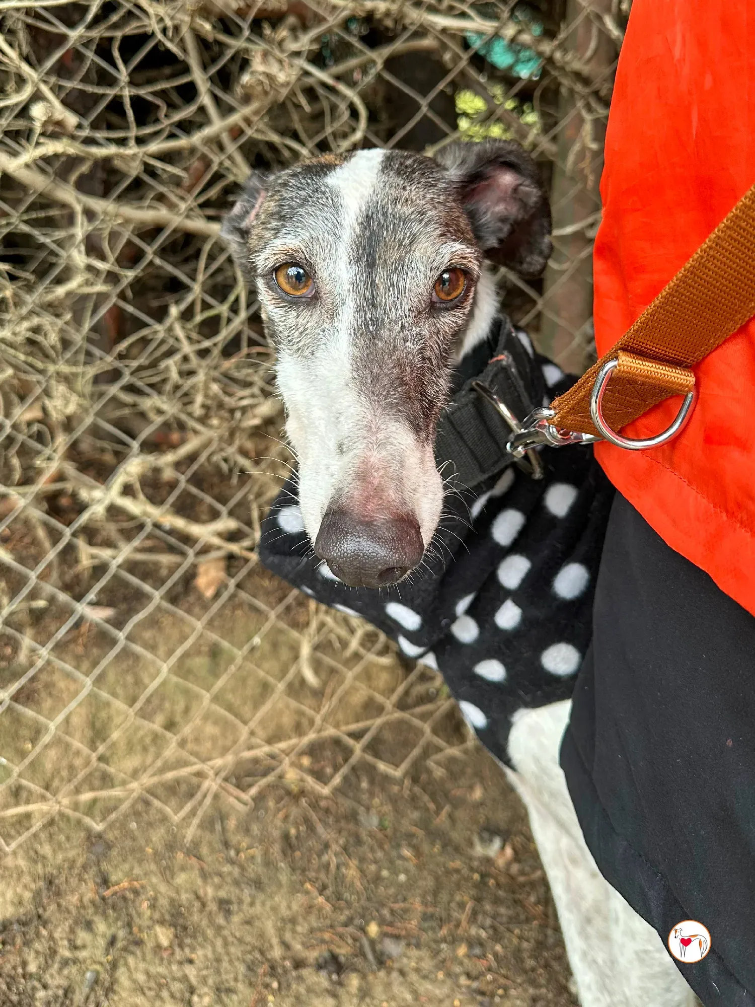 quilla galgo adozione 11