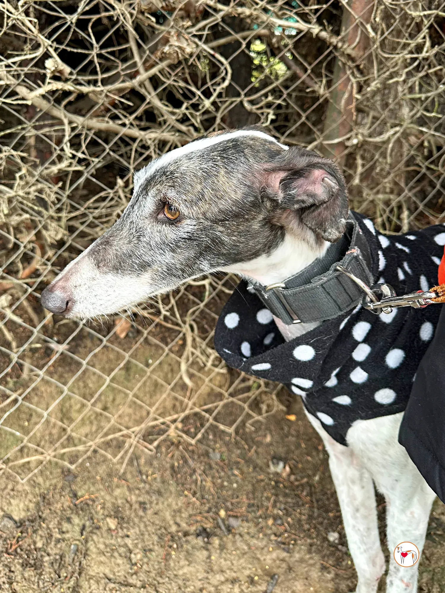 quilla galgo adozione 12