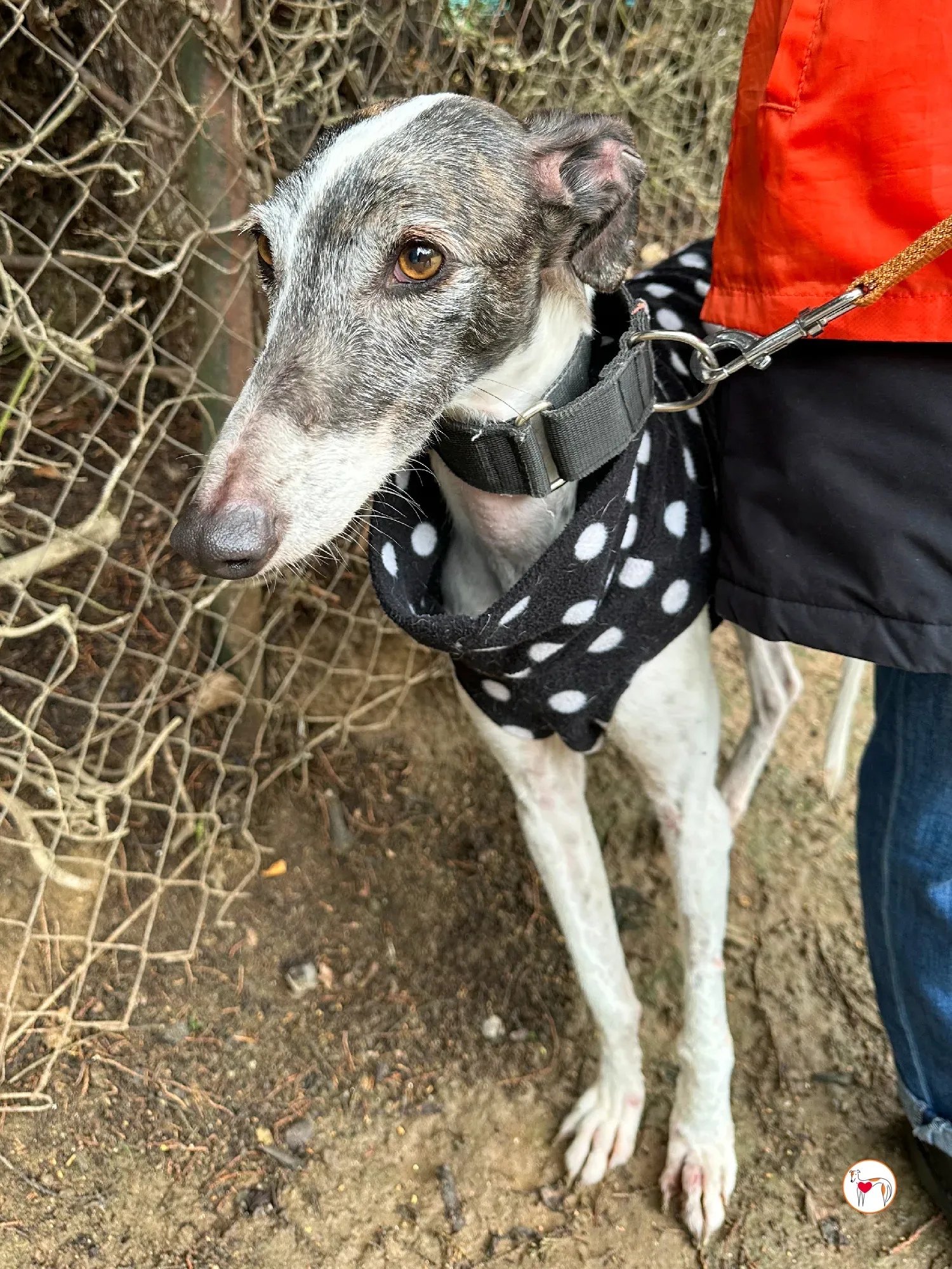 quilla galgo adozione 13