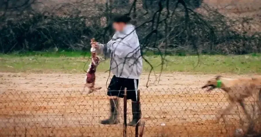 rabbits are killed when used as live bait on oklahoma greyhound farms