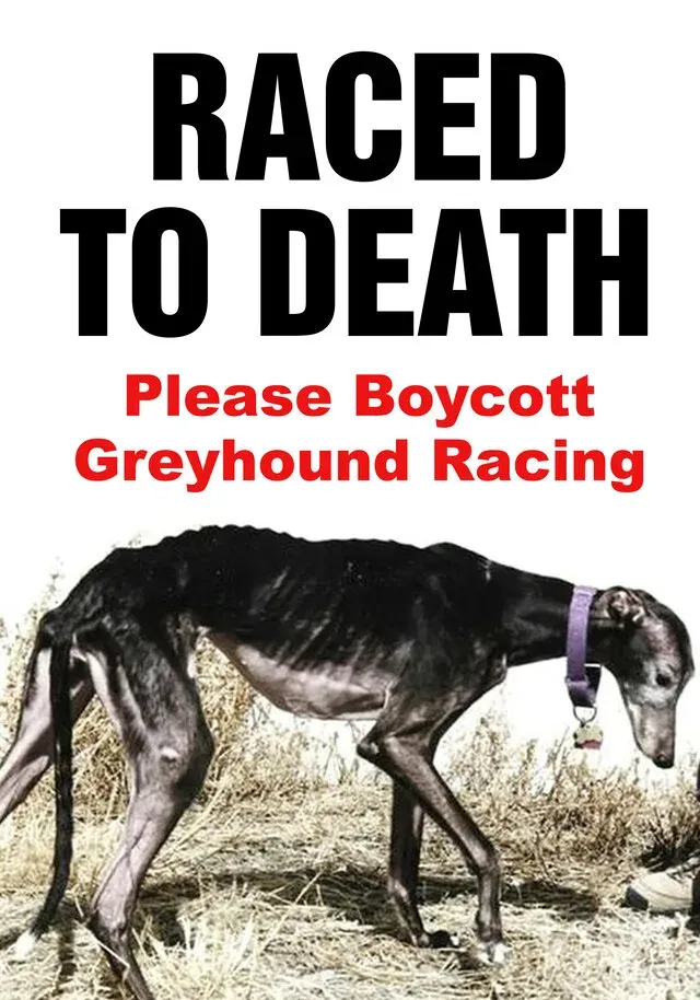 raced to death preview