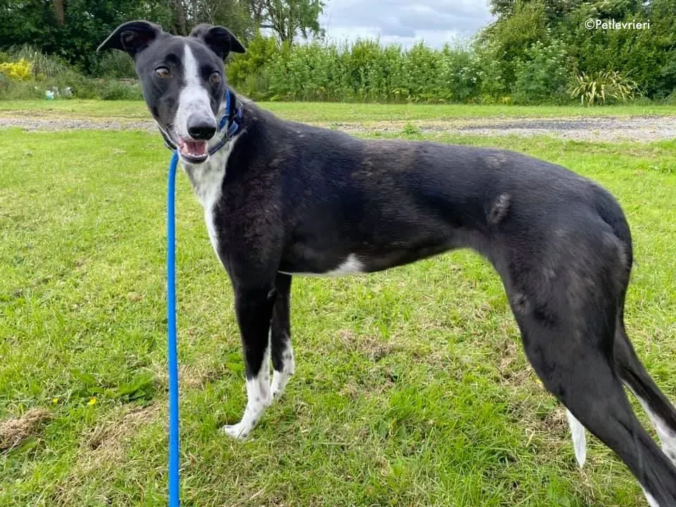 rachele adozione levrieri greyhound 1