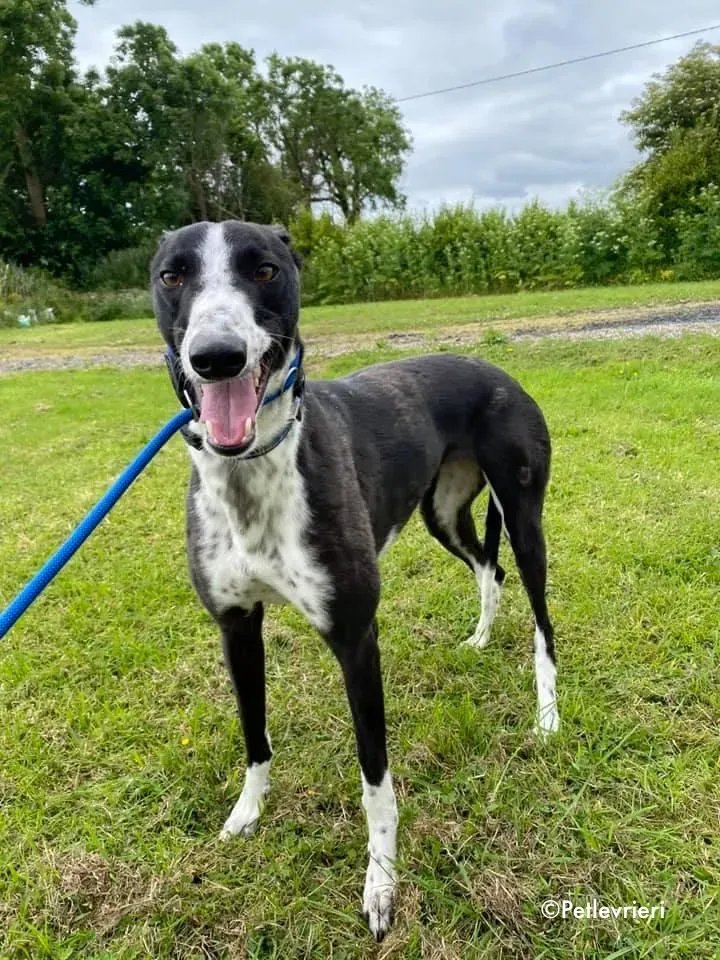 rachele adozione levrieri greyhound 10