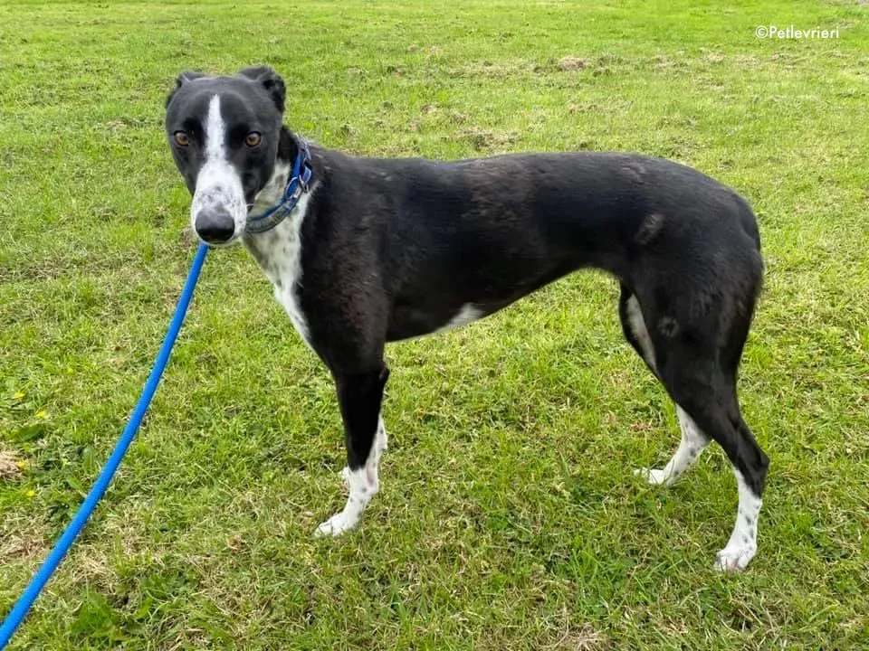 rachele adozione levrieri greyhound 2