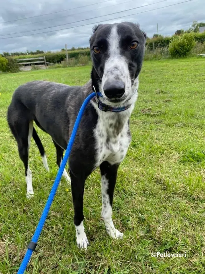 rachele adozione levrieri greyhound 3