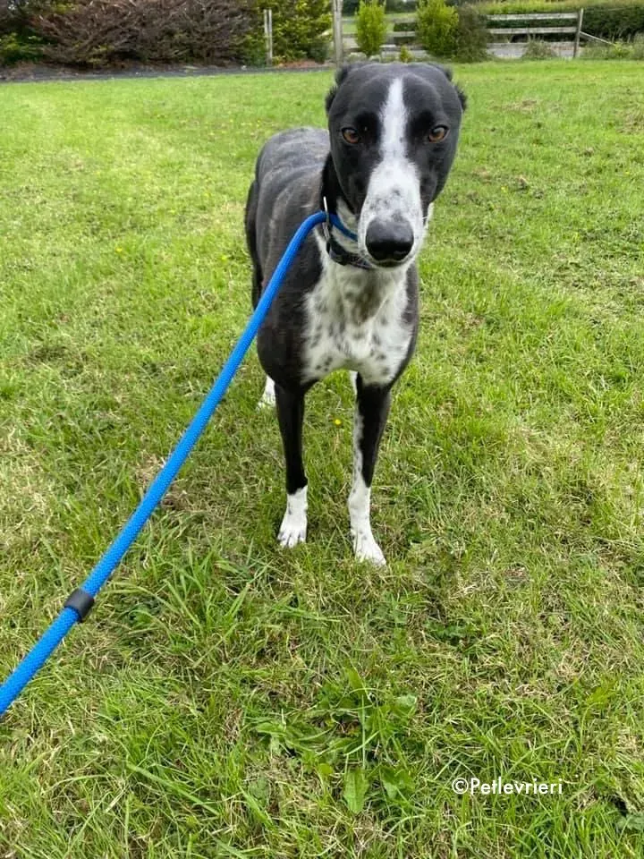 rachele adozione levrieri greyhound 4