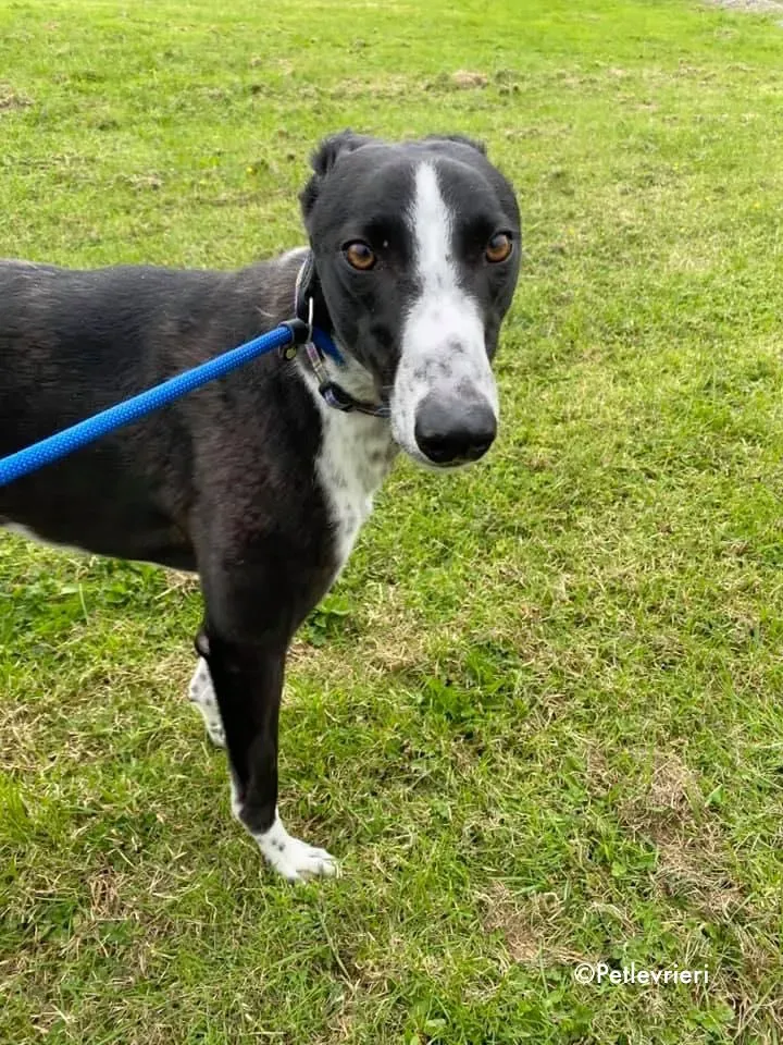 rachele adozione levrieri greyhound 5