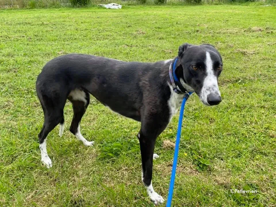 rachele adozione levrieri greyhound 6