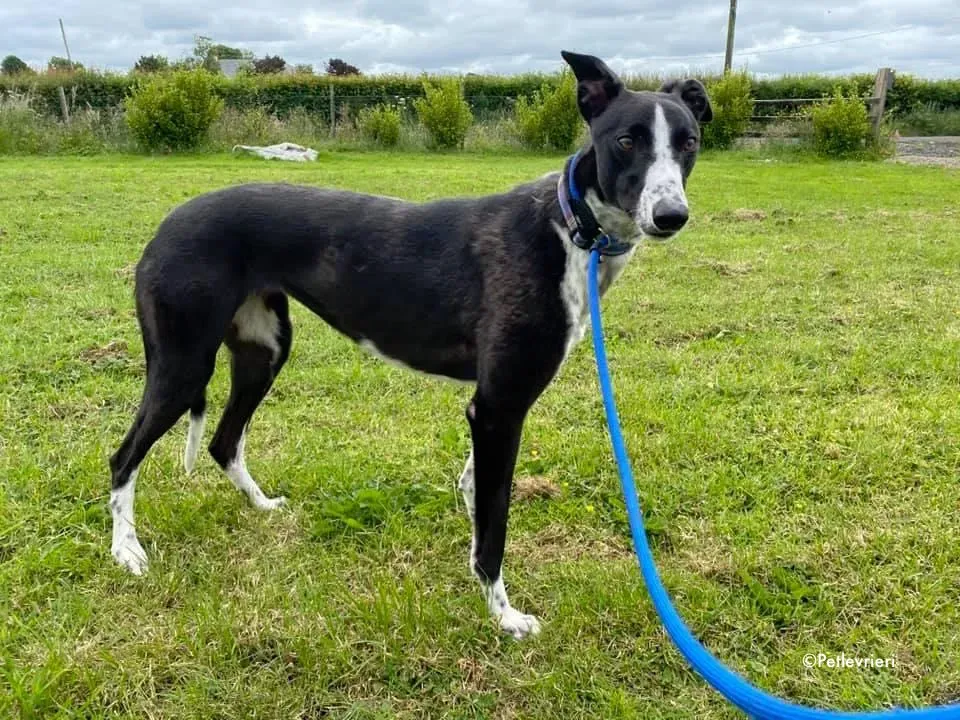 rachele adozione levrieri greyhound 7