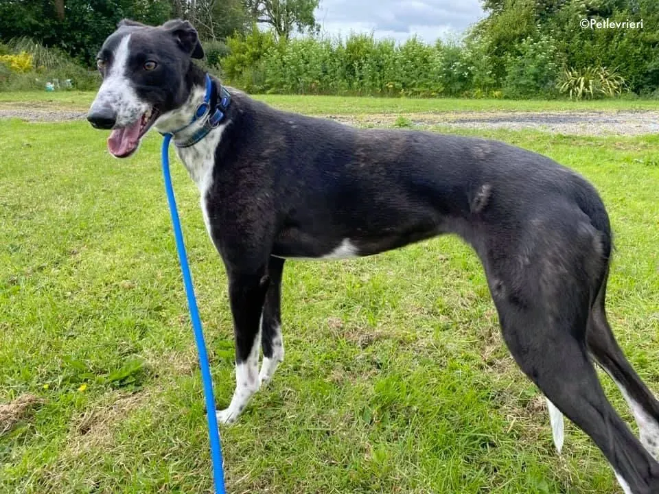 rachele adozione levrieri greyhound 8