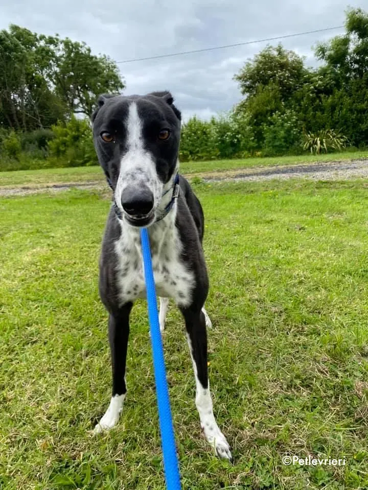 rachele adozione levrieri greyhound 9