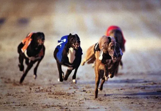 racing tracks 32644032 28srhwwe5 e1745759682311 538x372 1