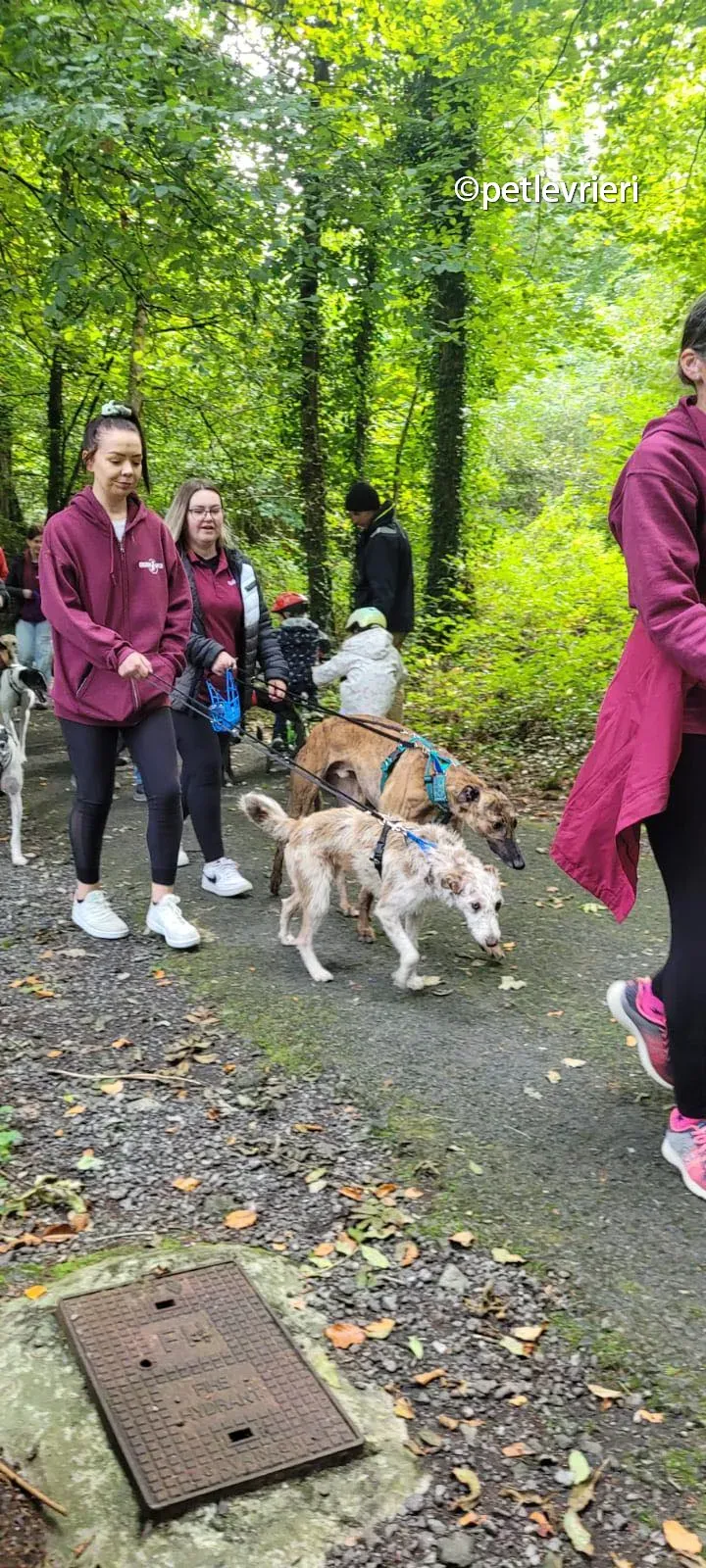 raffle greyhound adozione pet levrieri 03