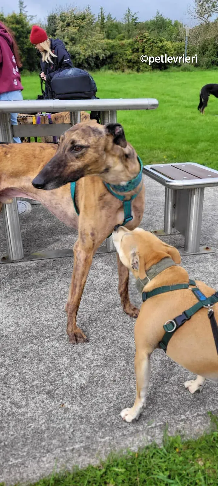 raffle greyhound adozione pet levrieri 04