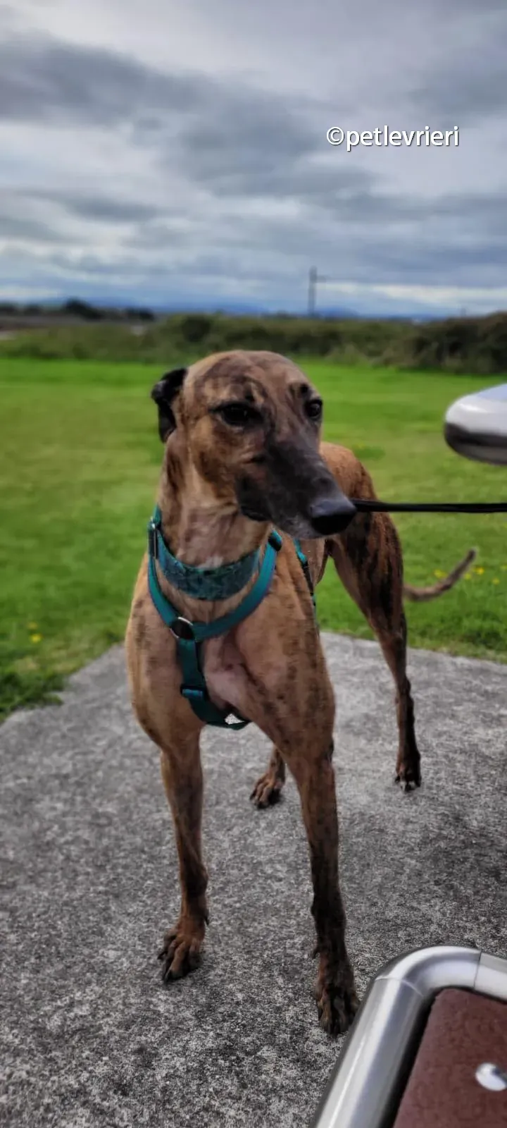 raffle greyhound adozione pet levrieri 01